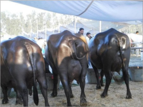 दूध र मासुमा आत्मनिर्भर बनाउन हलेसीमा भैँसी र बाख्रा वितरण